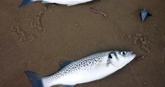 surfcasting-bisca-landes