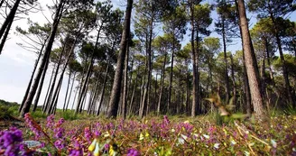 foret-bisca-landes-de-gascogne