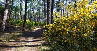 foret-bisca-pins-landes