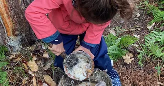 gemmage_enfant_pot_resine__Conservatoire_Landes_Gascogne